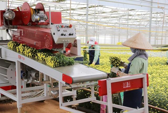 Dalat Hasfarm mua lại 100% cổ phần của Lynch Group- Ảnh 2.