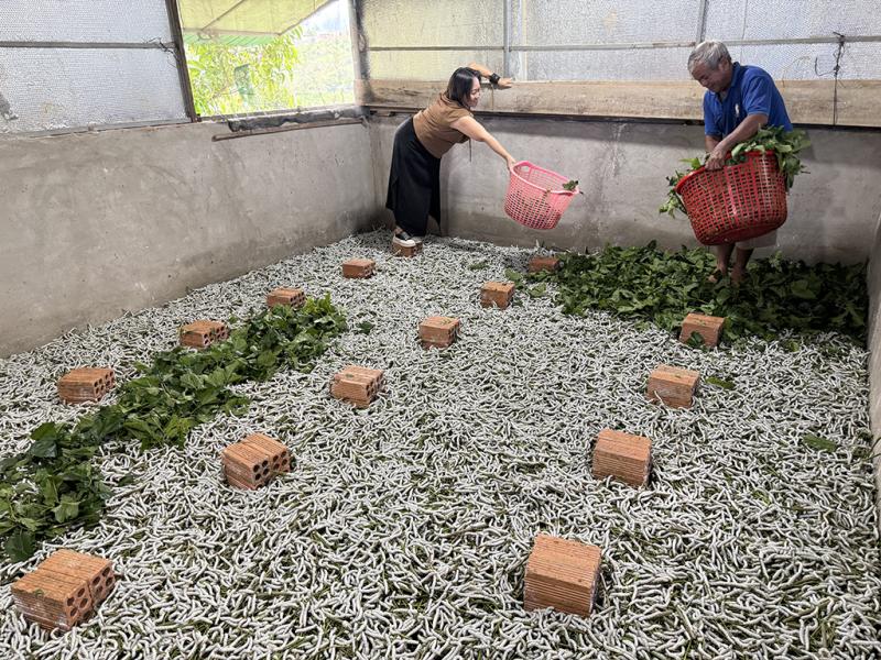 Tơ tằm Bảo Lộc hồi sinh với những Tín hiệu tích cực từ những người yêu nghề - Ảnh 1.