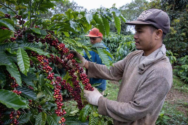 Giá cà phê tăng kỷ lục tại Mỹ, doanh nghiệp Việt có hưởng lợi?- Ảnh 1.