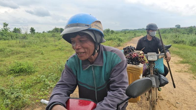 Hái nho rừng mưu sinh cạnh sân bay Long Thành - Ảnh 2.