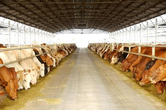 Nông nghiệp Hòa Phát chính thức nộp hồ sơ 'lên sàn'- Ảnh 1.