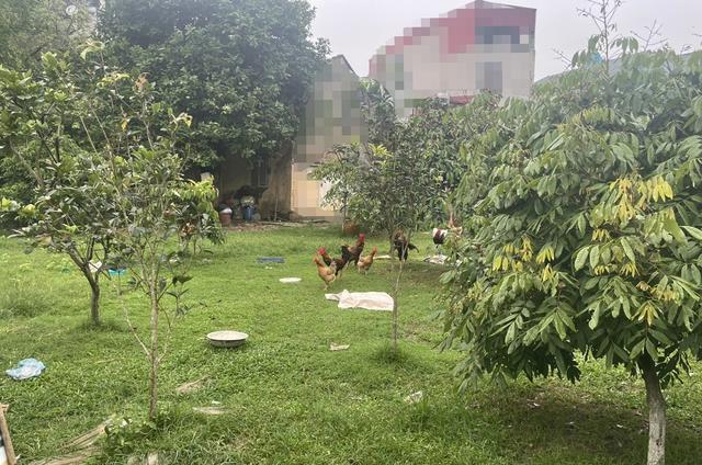 11 anh chị em ruột 'đưa nhau' ra tòa tranh chấp đất thừa kế- Ảnh 2.