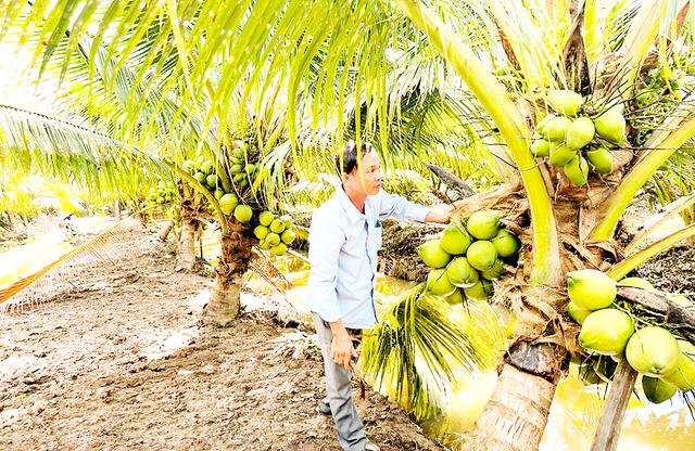 Đưa dừa thành ngành công nghiệp tỉ USD- Ảnh 1.