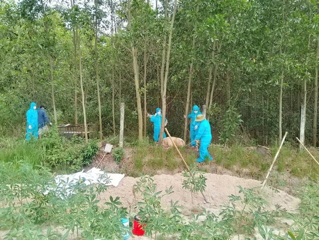 Quảng Ngãi hỗ trợ 3 , 5 tỉ đồng phòng chống dịch tả heo châu Phi - Ảnh 1.
