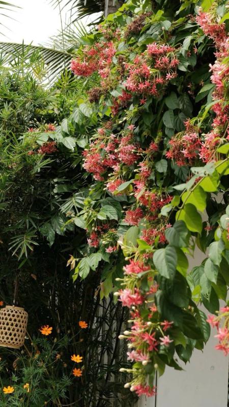 Nhờ ChatGPT thiết kế vườn đẹp, cô gái nhận được cái kết bất ngờ- Ảnh 8.