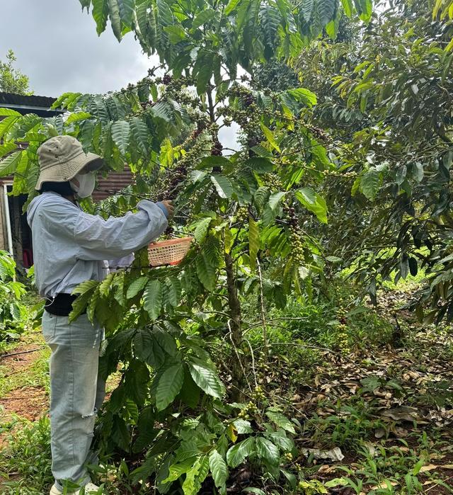 Nông dân thấp thỏm vì mưa lũ bất thường- Ảnh 1.