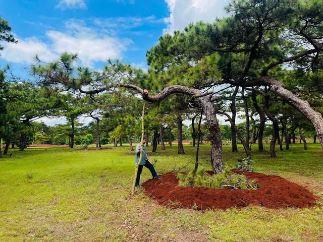 Gia Lai: Yêu cầu FLC tăng cường bảo vệ rừng thông cổ thụ Đăk Đoa - Ảnh 1.