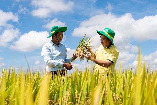 Phân Bón Cà Mau phát triển mô hình trình diễn giúp tăng năng suất cho cây lúa- Ảnh 2.