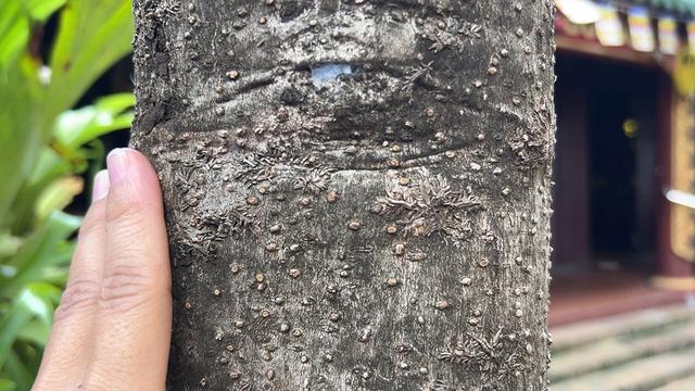 Cội bạch mai cổ thụ trăm tuổi và những câu chuyện Kỳ diệu tại chùa Gò - Ảnh 4.