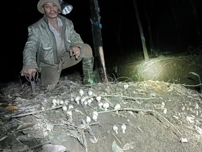Thú săn ‘lộc trời’ nấm mối: May rủi, hiểm nguy và cuộc cạnh tranh thầm lặng- Ảnh 4.