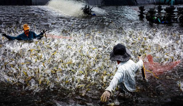 Cà Mau nhân rộng 1.500 ha nuôi tôm siêu thâm canh tuần hoàn RAS-IMTA- Ảnh 1.