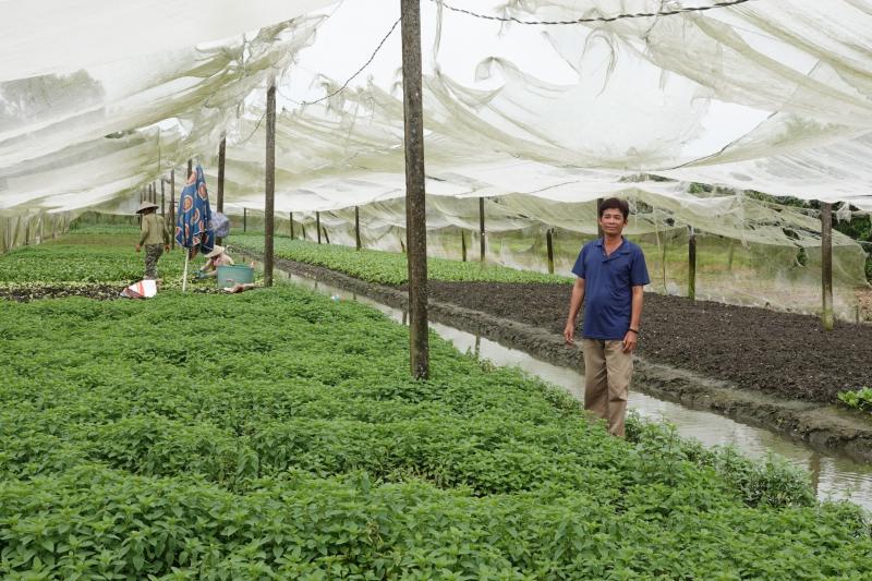Trồng rau trong nhà lưới, nông dân miền Tây thu nhập hơn 20 triệu đồng/tháng- Ảnh 1.