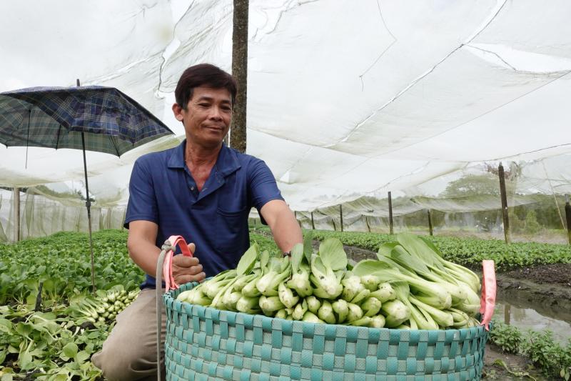 Trồng rau trong nhà lưới, nông dân miền Tây thu nhập hơn 20 triệu đồng/tháng- Ảnh 2.