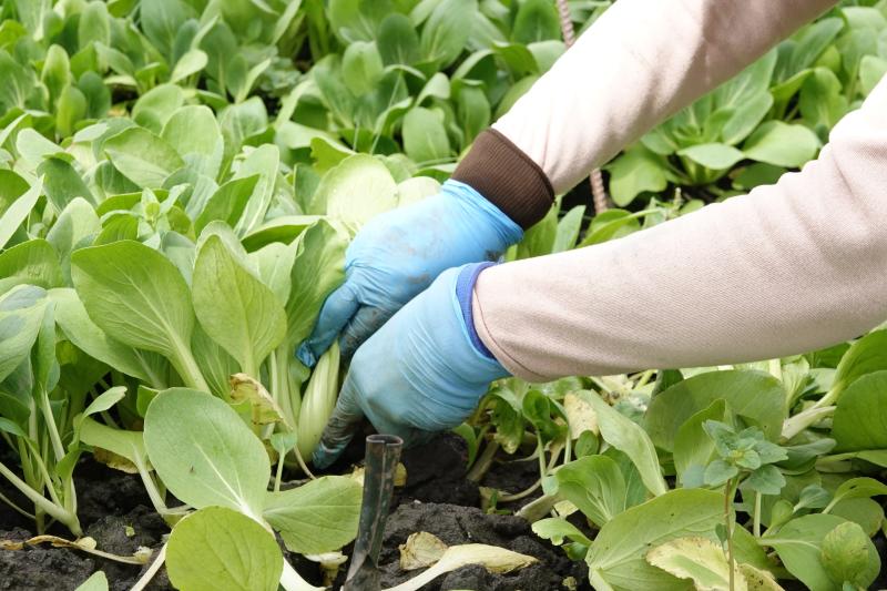 Trồng rau trong nhà lưới, nông dân miền Tây thu nhập hơn 20 triệu đồng/tháng- Ảnh 3.