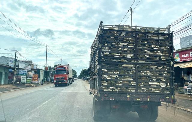 Gần 2.000 container sầu riêng ở Đắk Lắk‘ nằm đường’ chờ kiểm định- Ảnh 3.