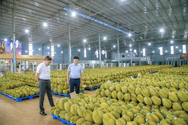 Gần 2.000 container sầu riêng ở Đắk Lắk‘ nằm đường’ chờ kiểm định- Ảnh 2.