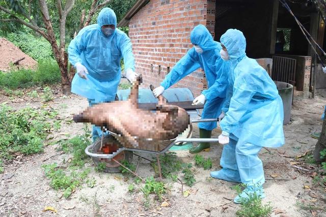 Khánh hòa tiêu hủy gần 40 tấn heo và gà do dịch bệnh bùng phát - Ảnh 1.