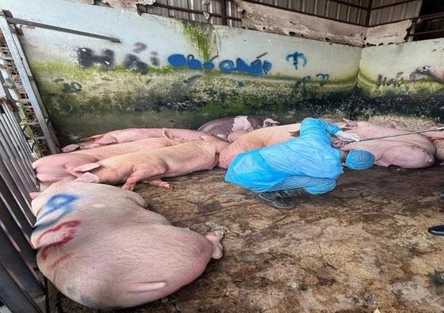Đồng Nai: Phát hiện 89 con heo dương tính với chất tạo nạc đang chờ giết mổ - Ảnh 1.