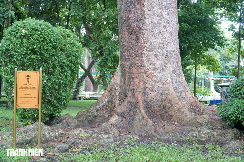 Cây xà cừ lớn nhất Việt Nam, cao 62 m nằm trong Thảo Cầm Viên  - Ảnh 8.