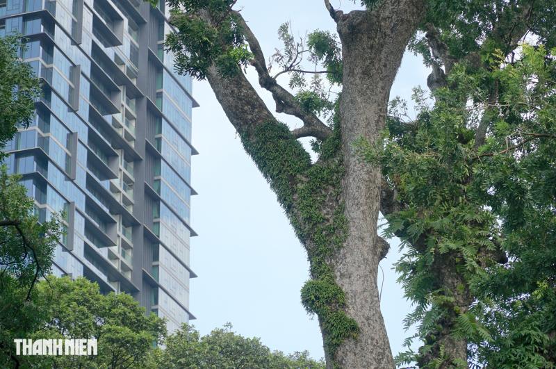 Cây xà cừ lớn nhất Việt Nam, cao 62 m nằm trong Thảo Cầm Viên  - Ảnh 3.