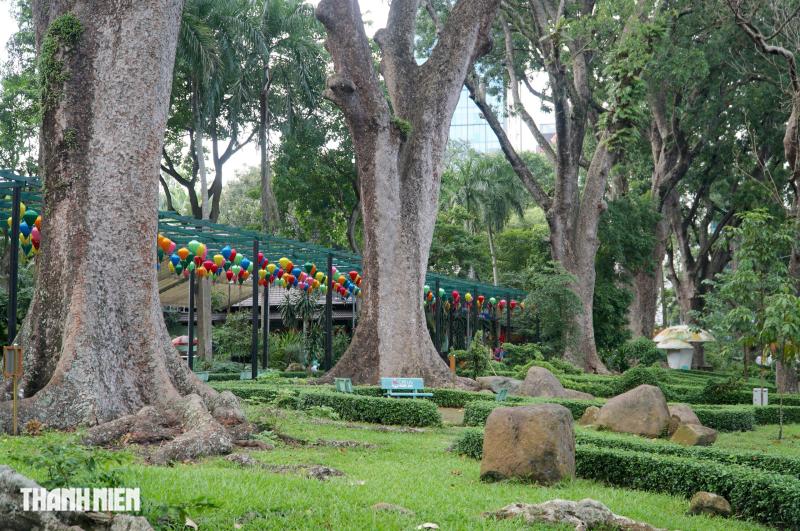 Cây xà cừ lớn nhất Việt Nam, cao 62 m nằm trong Thảo Cầm Viên  - Ảnh 9.