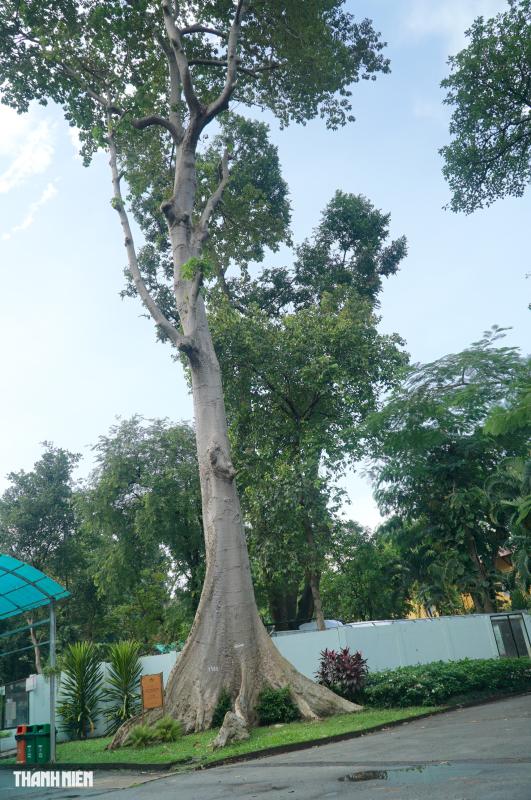 Cây xà cừ lớn nhất Việt Nam, cao 62 m nằm trong Thảo Cầm Viên  - Ảnh 6.