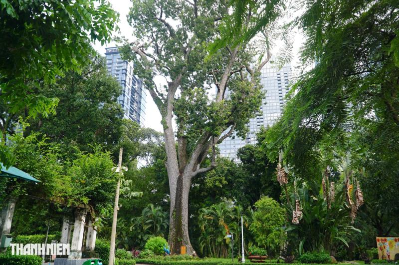 Cây xà cừ lớn nhất Việt Nam, cao 62 m nằm trong Thảo Cầm Viên  - Ảnh 1.