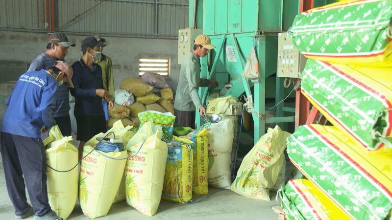 Bỏ sản xuất lúa nhỏ lẻ, nông dân miền Tây 'đổi đời' trên cánh đồng mẫu lớn- Ảnh 2.