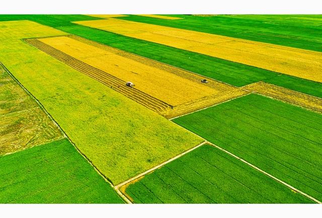 Bỏ sản xuất lúa nhỏ lẻ, nông dân miền Tây 'đổi đời' trên cánh đồng mẫu lớn- Ảnh 4.