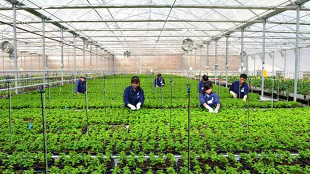 Nhu cầu lao động thời vụ tại Hàn Quốc tăng 41 % , cơ hội cho lao động Việt Nam - Ảnh 2.