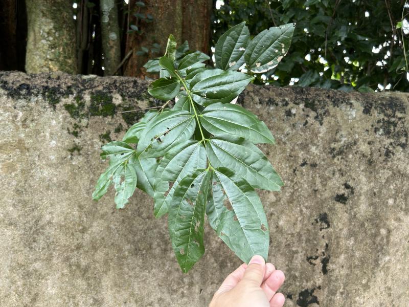 Cây lạ giữa phố: Sài Gòn hiếm gòn, Củ Chi vắng củ chi - Ảnh 2.
