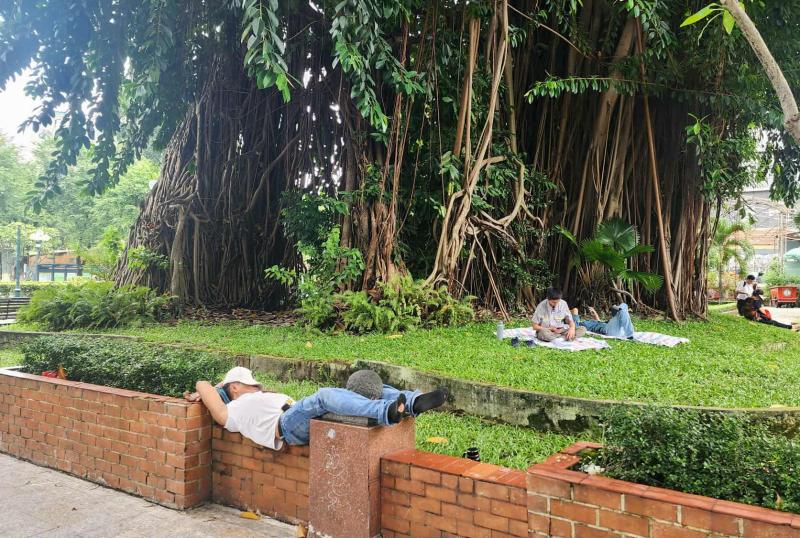Cây lạ giữa phố: Sài Gòn hiếm gòn, Củ Chi vắng củ chi - Ảnh 8.