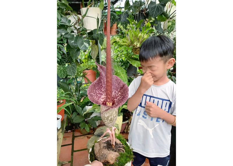 Cây lạ giữa phố và sức hút kỳ bí của Thú chơi cây độc - Ảnh 1.