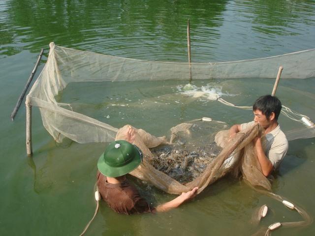 Hà Nội áp dụng kỹ thuật cao vào nuôi trồng thủy sản- Ảnh 1.