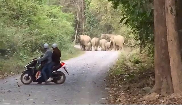 Voi rừng ở Đồng Nai hay xuất hiện ở đâu, vào thời điểm nào?- Ảnh 1.