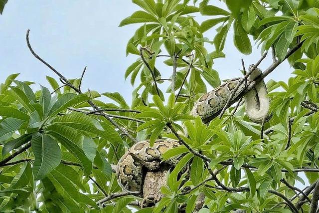 Người dân giao nộp con trăn gần bến tàu du lịch Nha Trang cho chính quyền - Ảnh 1.