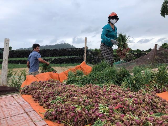 Nông dân Lý Sơn khẩn trương thu hoạch hành trước bão số 12 đổ bộsố  - Ảnh 3.