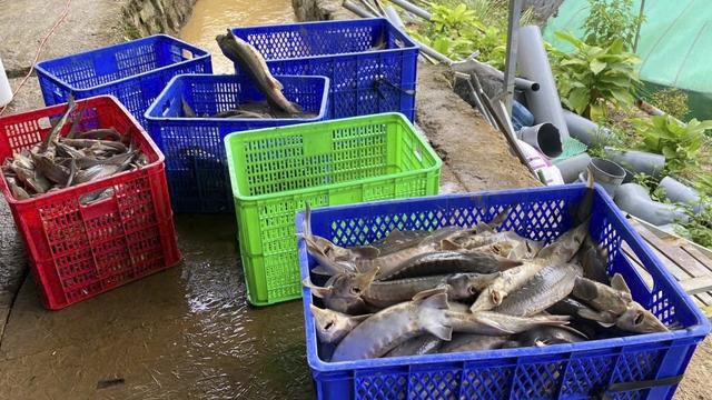 Quả đồi sạt lở, đất tràn xuống trại nuôi cá tầm, thiệt hại gần 8 tỉ đồng- Ảnh 1.
