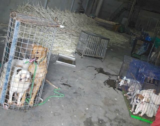 Nhức nhối trộm chó, mèo ở TP.HCM - Kỳ 2: Dùng AI tạo chó giả để lừa tiền chuộc- Ảnh 10.