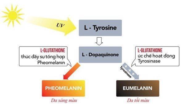 Glutathione là gì? Có thật sự mang lại hiệu quả làm trắng da không mà hot vậy? - Ảnh 3.