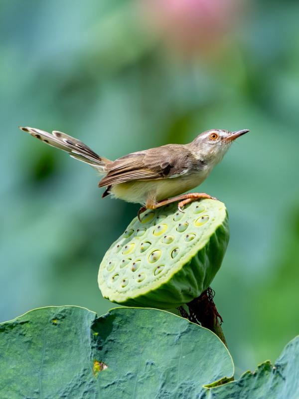 Ngắm chim chích bông 'trượt chân' khi làm tổ: Khoảnh khắc thú vị giữa TP.HCM  - Ảnh 5.