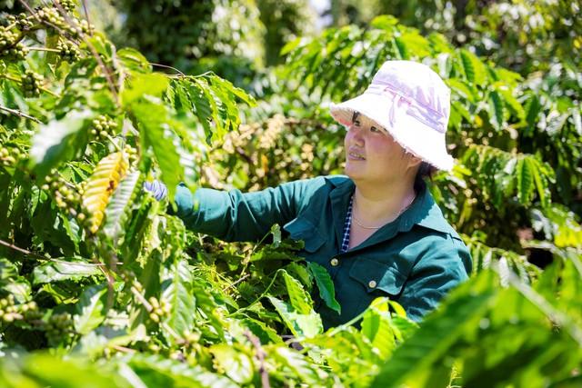 
Nestlé Việt Nam tôn vinh nông dân canh tác cà phê bền vững
- Ảnh 3.