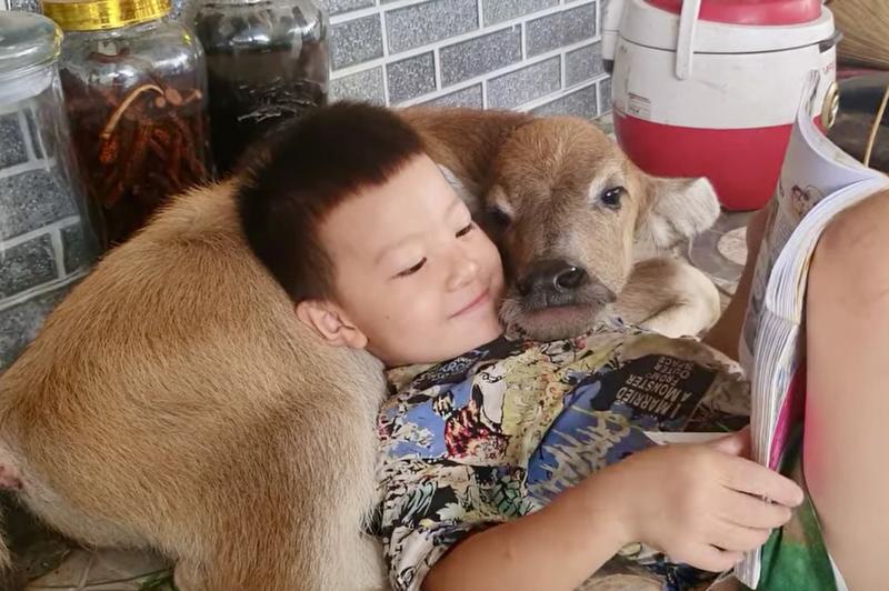 Con trâu mồ côi Mập được chăm sóc như thành viên trong gia đình - Ảnh 3.