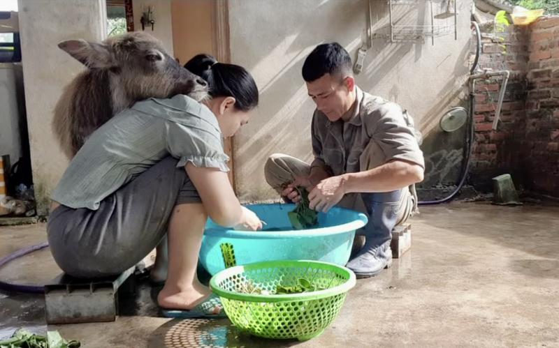 Con trâu mồ côi Mập được chăm sóc như thành viên trong gia đình - Ảnh 2.