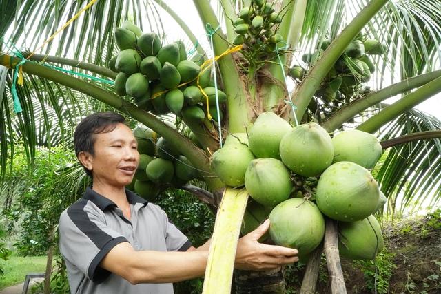 Nông dân miền Tây trồng giống dừa lùn ra trái chi chít- Ảnh 1.