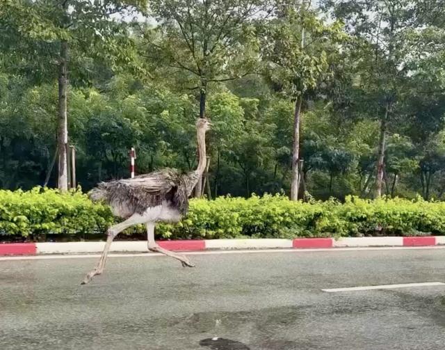 TP.HCM: Tạm giữ chim đà điểu chạy “tốc hành” trong KCN, mất an toàn giao thông - Ảnh 1.