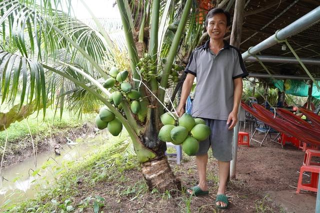 Nông dân miền Tây trồng giống dừa lùn ra trái chi chít- Ảnh 2.