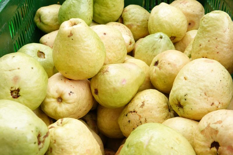 Nông dân miền Tây làm giàu nhờ trồng ổi ruột hồng- Ảnh 3.