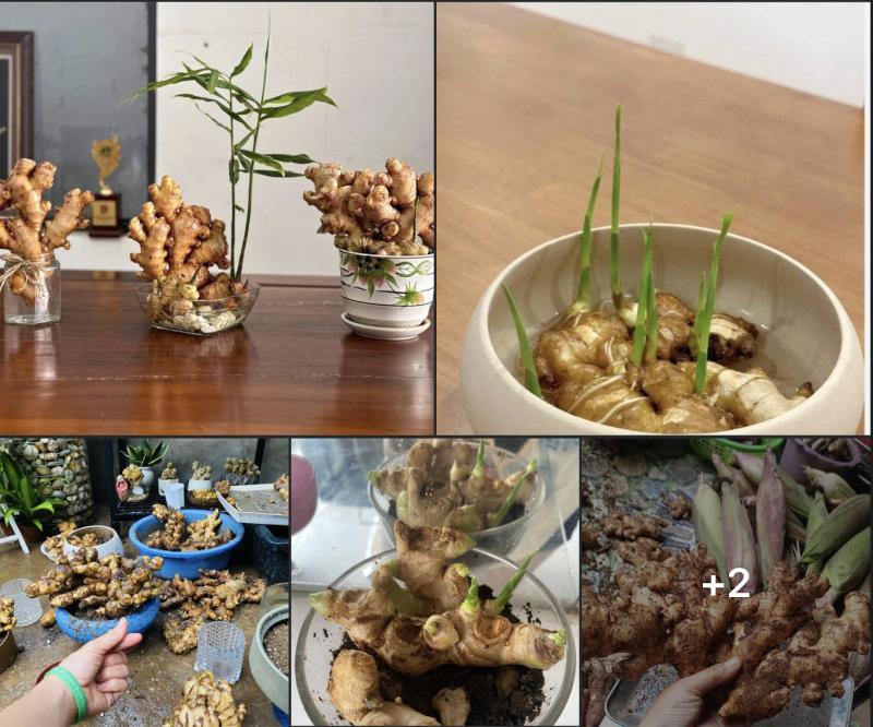 Độc lạ trồng... bonsai gừng bất ngờ thành 'trend', vườn kiểng ở TP.HCM bán đắt hàng - Ảnh 1.