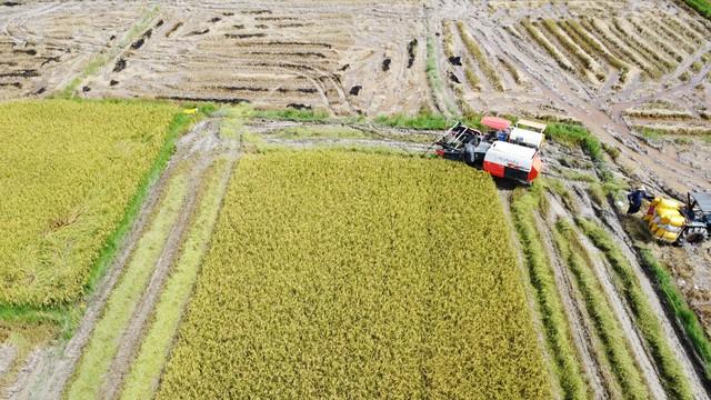 Cánh đồng lúa đẹp như tranh vẽ tại Đồng Nai- Ảnh 8.
